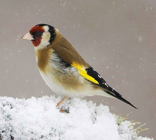 European goldfinch