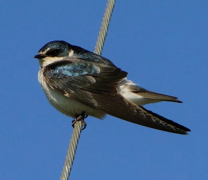 White-rumped swallow