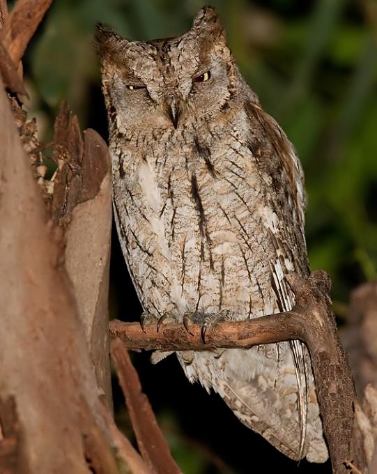 Eurasian scops-owl