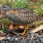 Painted buttonquail