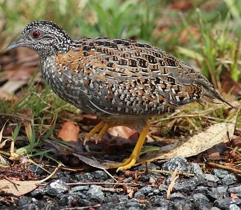 Painted buttonquail