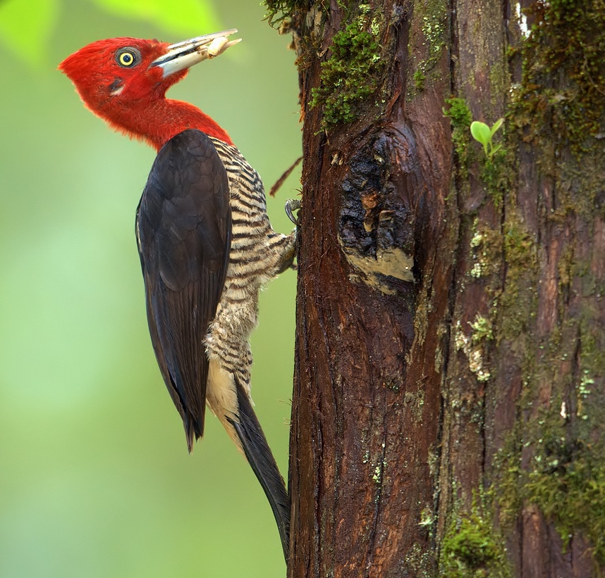 Robust woodpecker