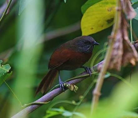 Rufous-breasted spinetail