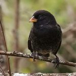 Small ground-finch