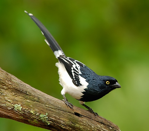 Magpie tanager