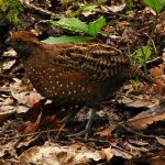 Spotted wood-quail