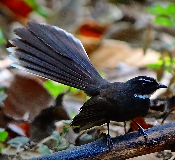 White-throated fantail