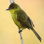 Yellow flycatcher-warbler