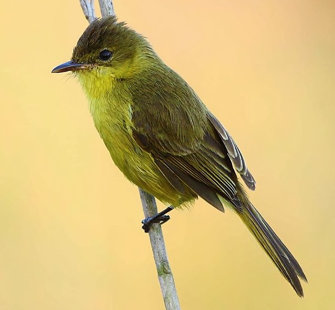 Yellow flycatcher-warbler
