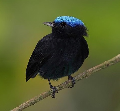 Blue-crowned manakin