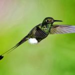 Booted racket-tail