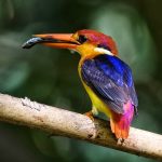 Black-backed kingfisher