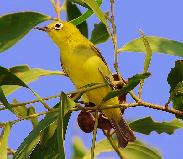 Australian yellow white-eye
