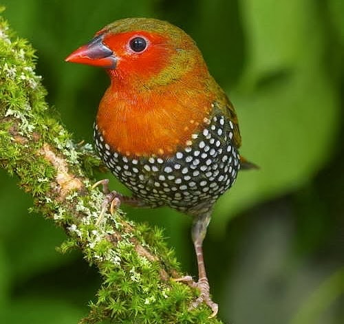 Green-backed twinspot