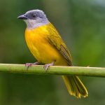 Grey-headed tanager