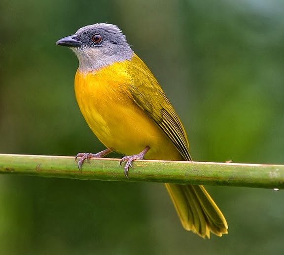Grey-headed tanager