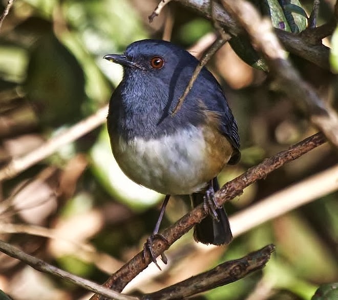 Nilgiri blue robin