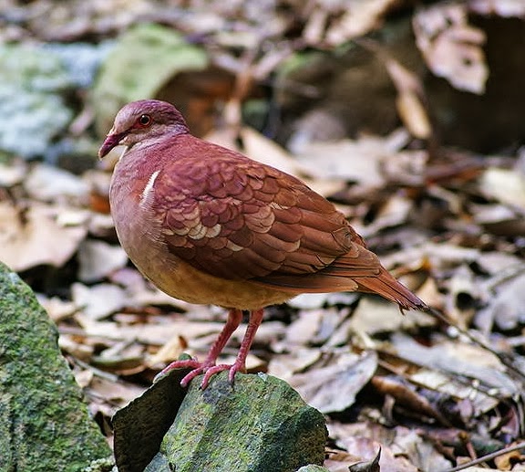 Ruddy quail-dove