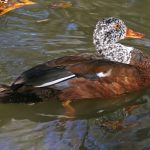 White-winged duck