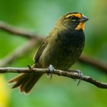 Yellow-faced grassquit