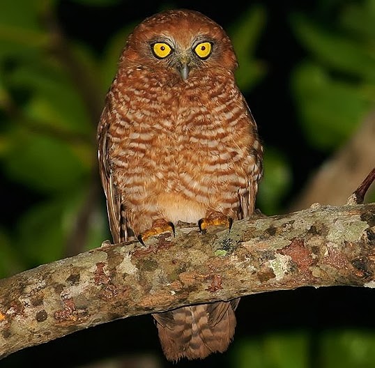 Christmas hawk-owl