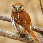 Ferruginous pigmy-owl