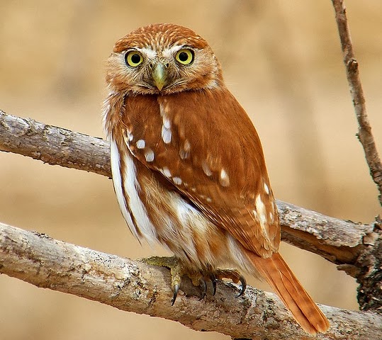 Ferruginous pigmy-owl