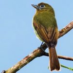 Fulvous-breasted flatbill