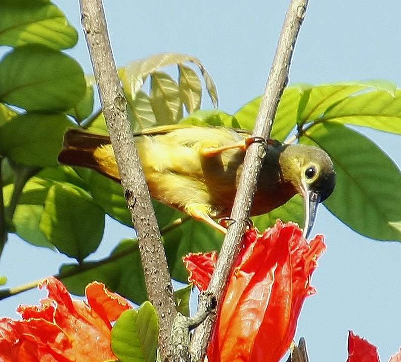 Spectacled spiderhunter
