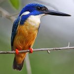Half-collared kingfisher