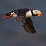 Horned puffin