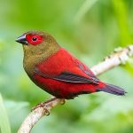 Red-faced crimson-wing