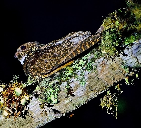 Short-tailed nighthawk