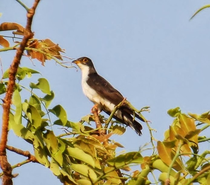 Thick-billed cuckoo