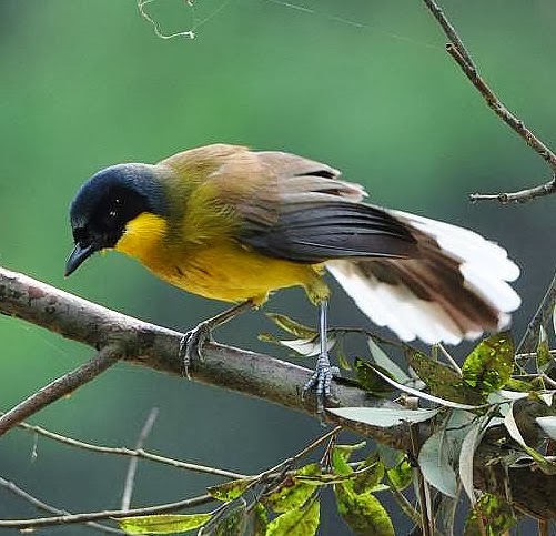 Blue-crowned laughingthrush