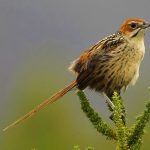 Cape grass-warbler