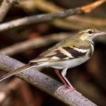Forest wagtail