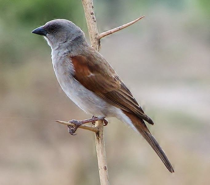 Northern grey-headed sparrow