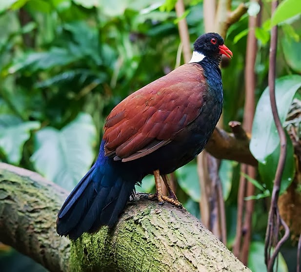 Pheasant pigeon