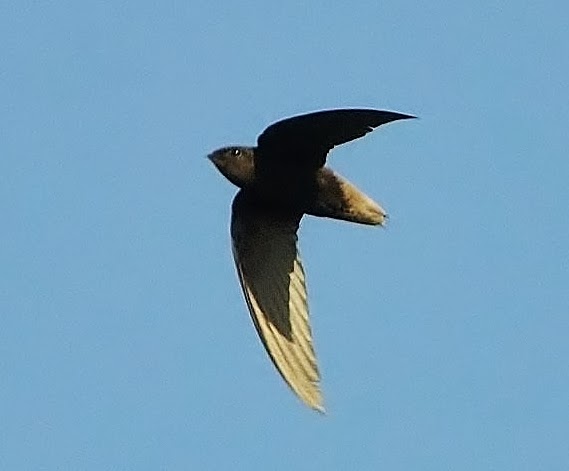 Short-tailed swift
