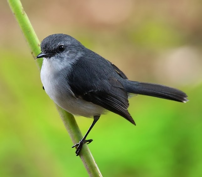 White-breasted robin