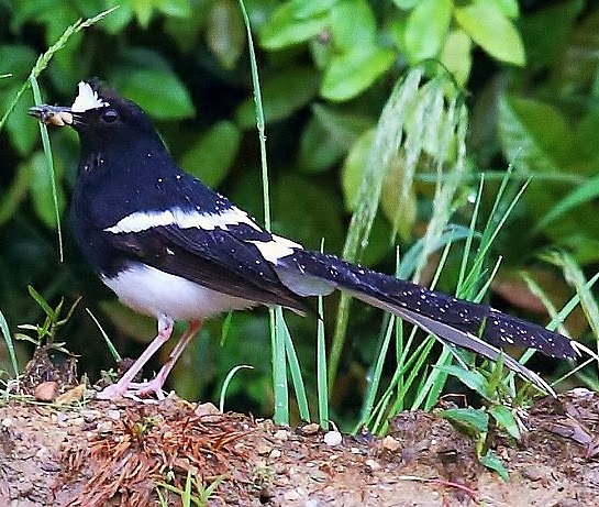White-crowned forktail