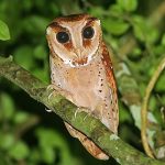 Oriental bay-owl