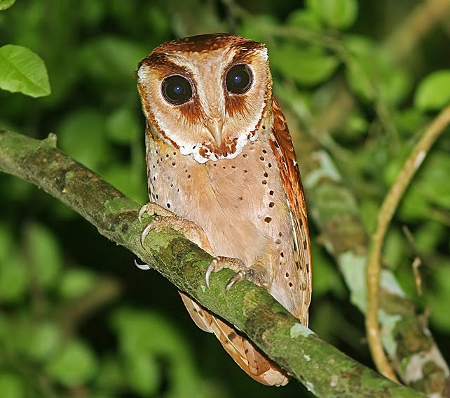 Oriental bay-owl