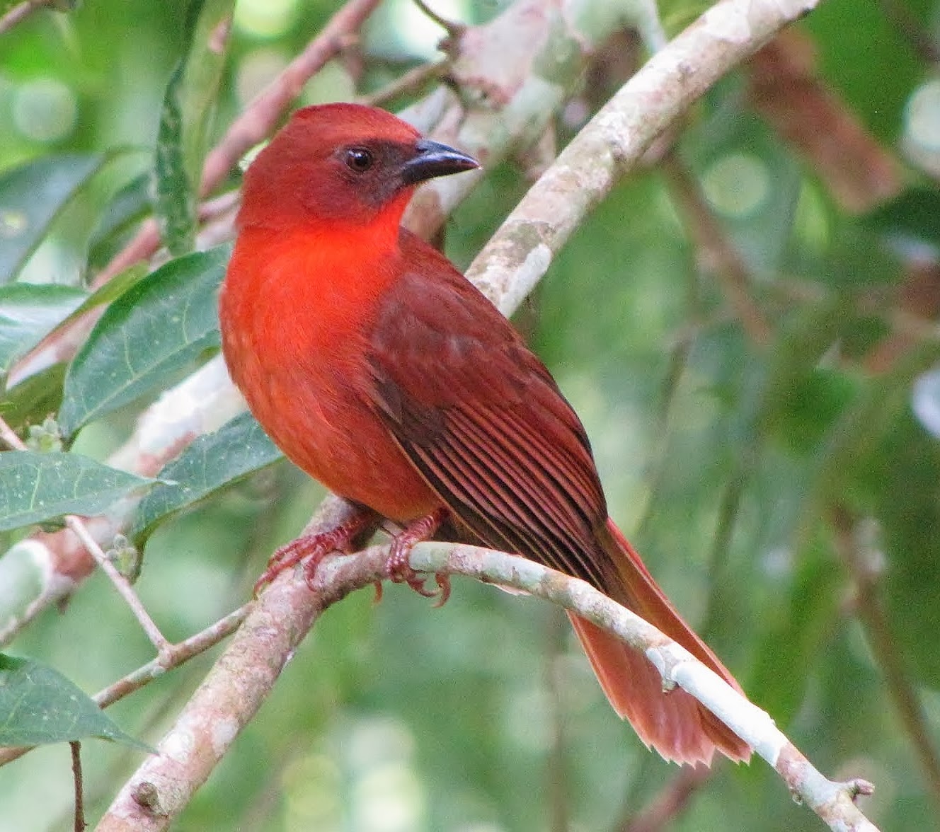 Red-throated ant-tanager