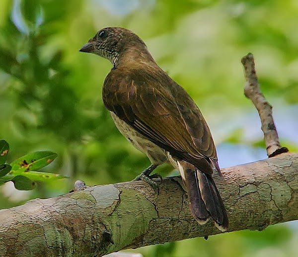 Scaly-throated honeyguide