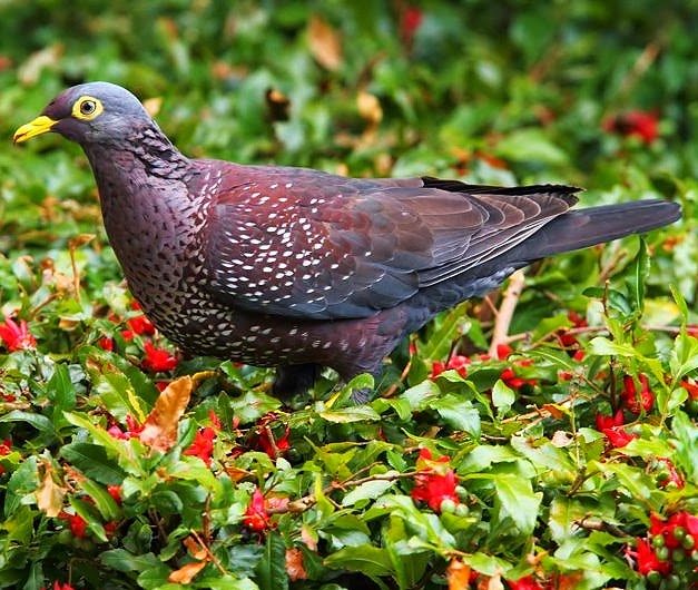 African olive-pigeon