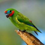 Double-eyed fig-parrot