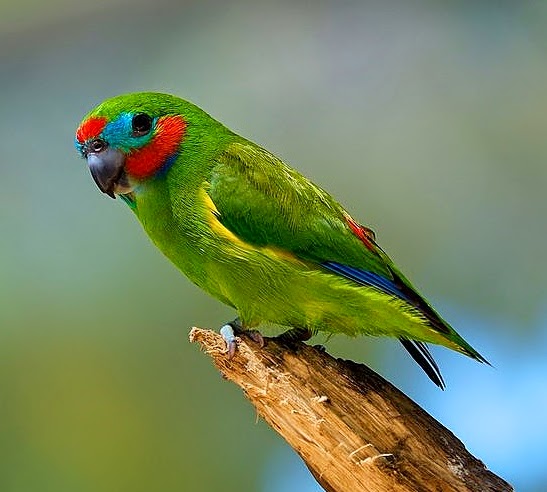 Double-eyed fig-parrot