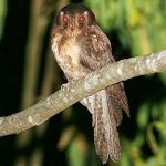 Long-whiskered owlet-nightjar